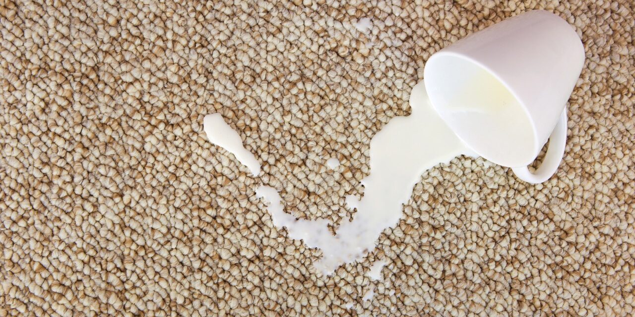 Cup of milk fell on carpet. Stain is on floor.