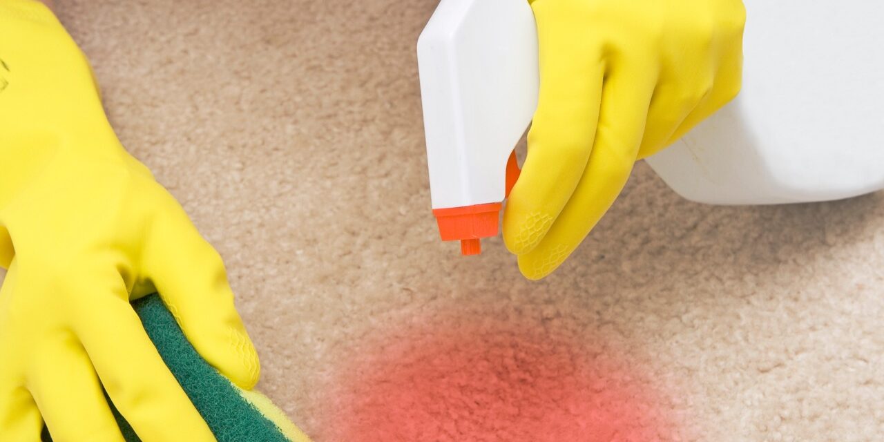 cleaning red stain on a carpet with a sponge